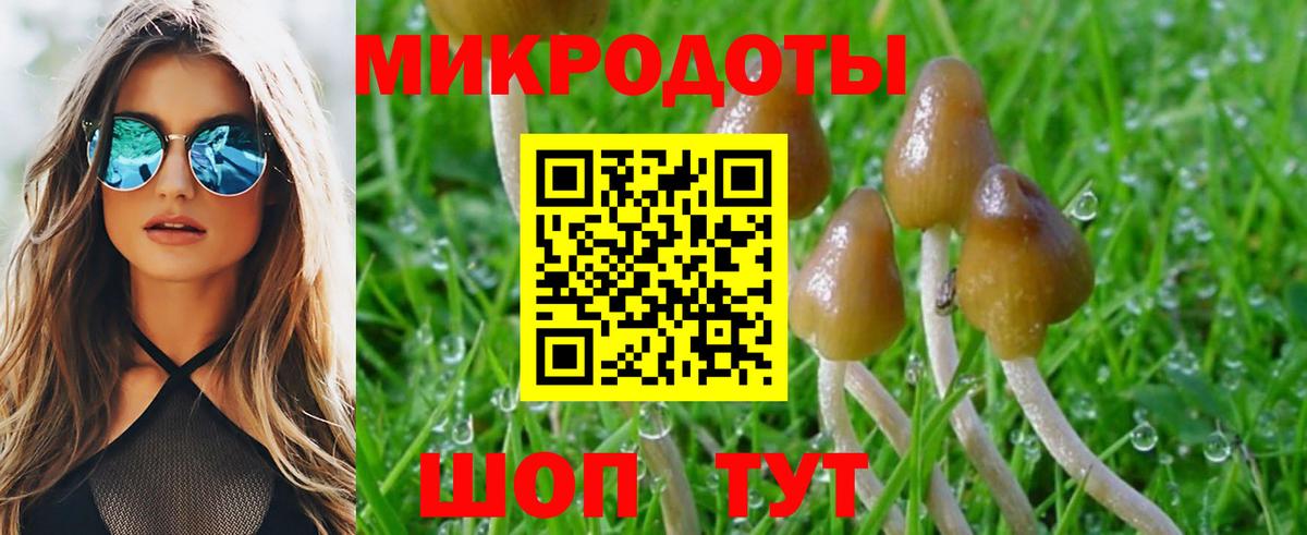 Галлюциногенные грибы Psilocybe Ялта